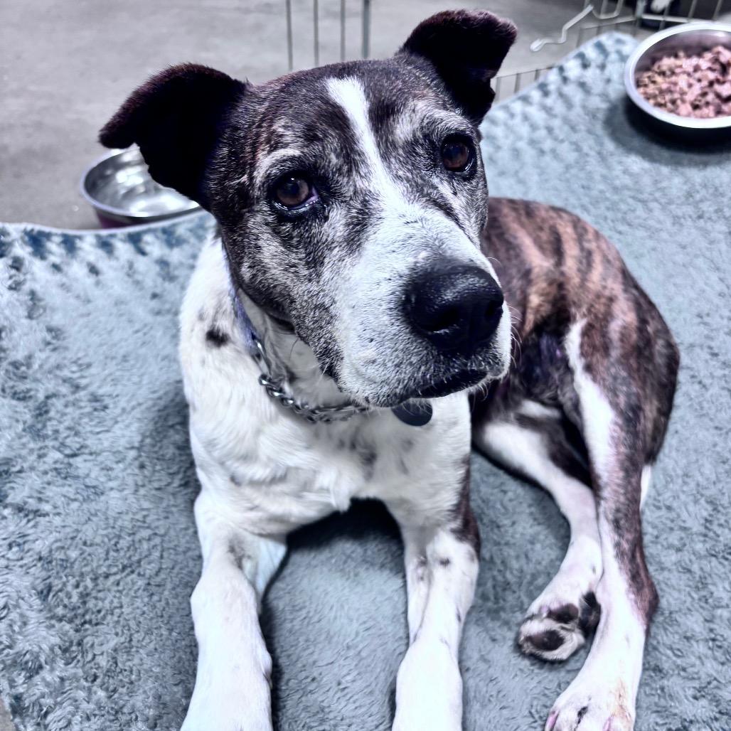 Enlarge Dolly (Betty White), a Adoptable Mixed Breed in Bismarck, ND image 6/6