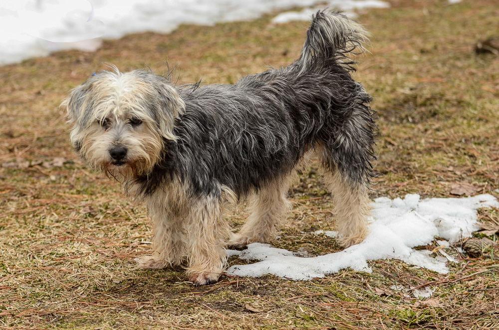 Bo, Adoptable, Adult Male Terrier.