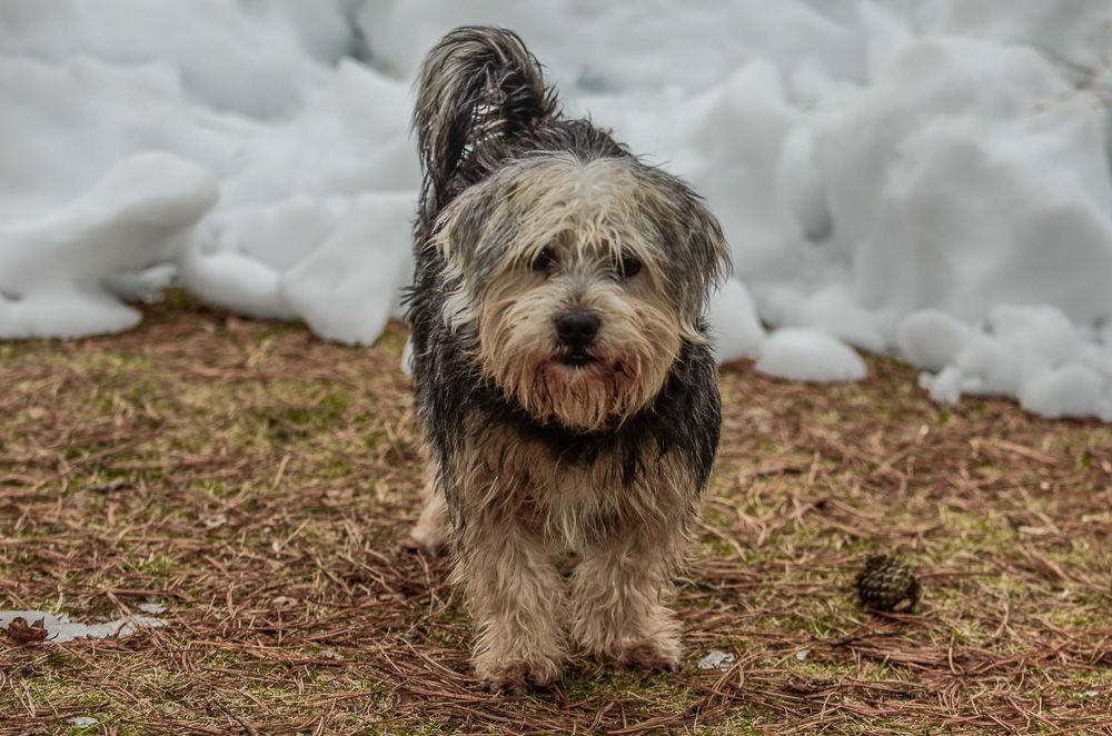 Enlarge Bo, a Adoptable Terrier in Brick, NJ image 2/3
