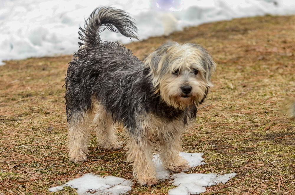 Enlarge Bo, a Adoptable Terrier in Brick, NJ image 3/3