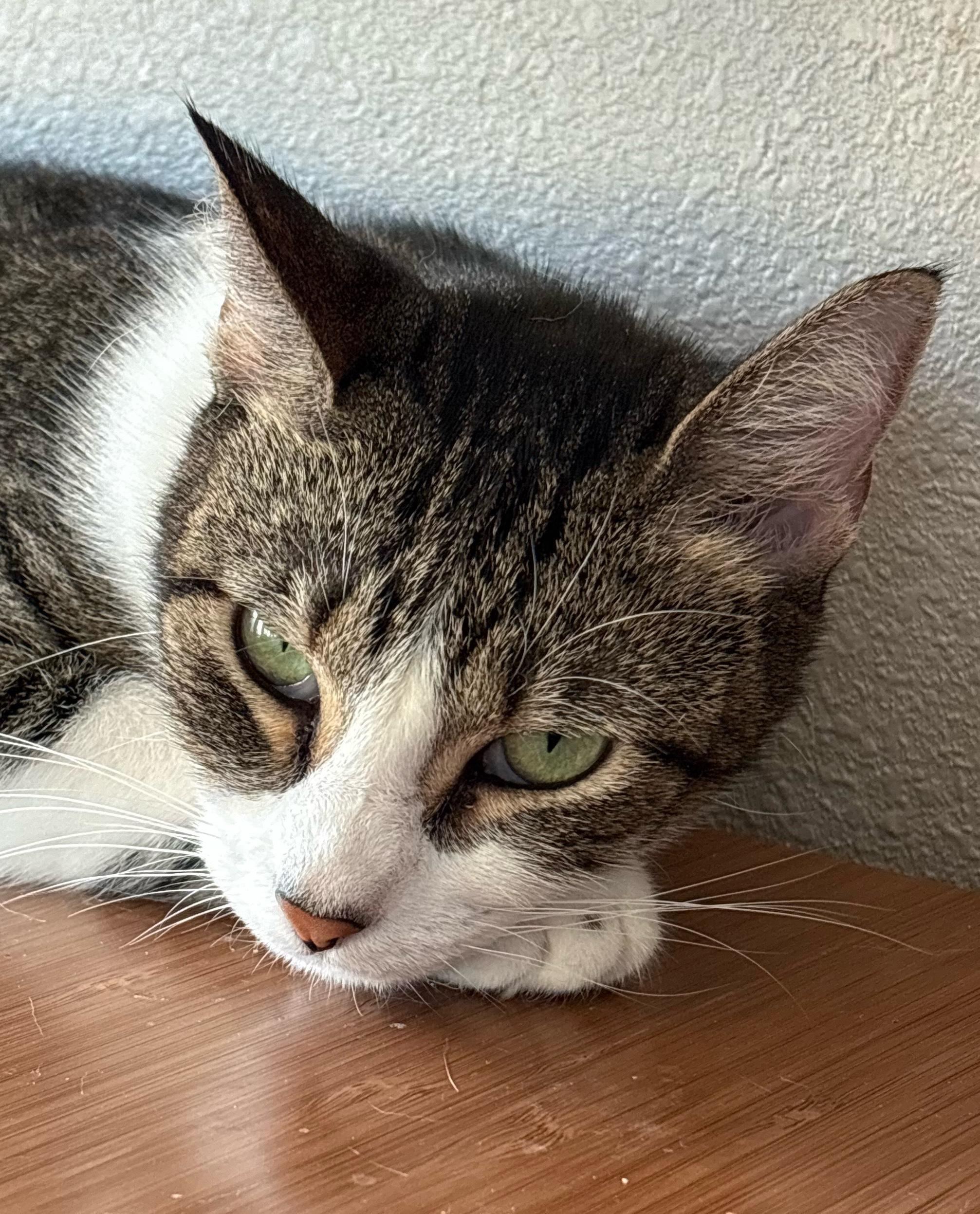 ELAINE, adopted, Adult Female Domestic Short Hair.