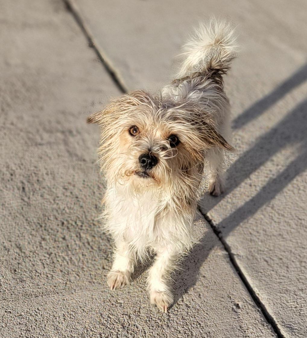 Enlarge Julie, a Adoptable mixed breed in Pueblo, CO image 1/1