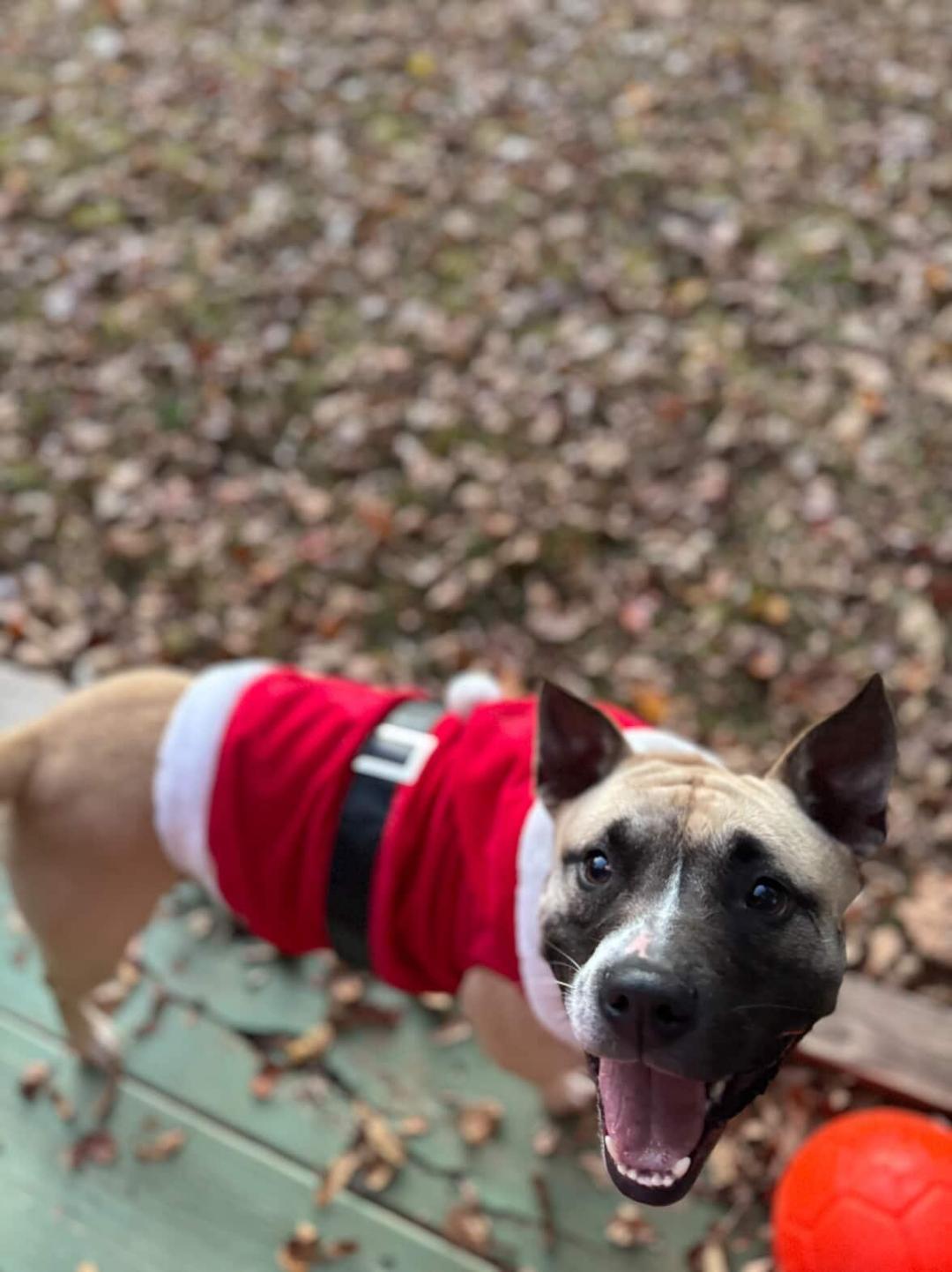 Polly Pocket , ADOPTABLE, Adult Female Terrier.