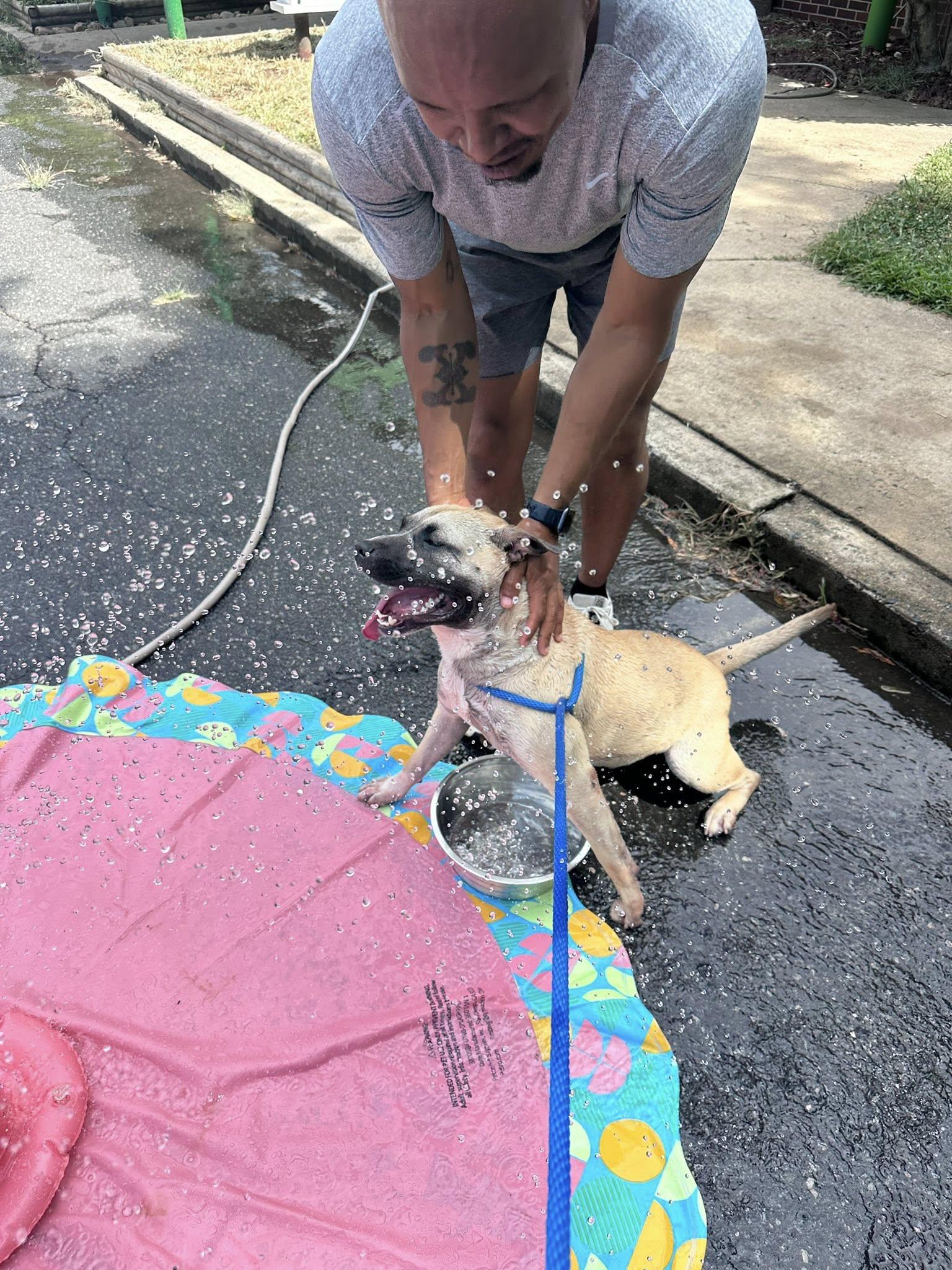 Enlarge Polly Pocket , a ADOPTABLE mixed breed in Charlotte, NC image 4/4