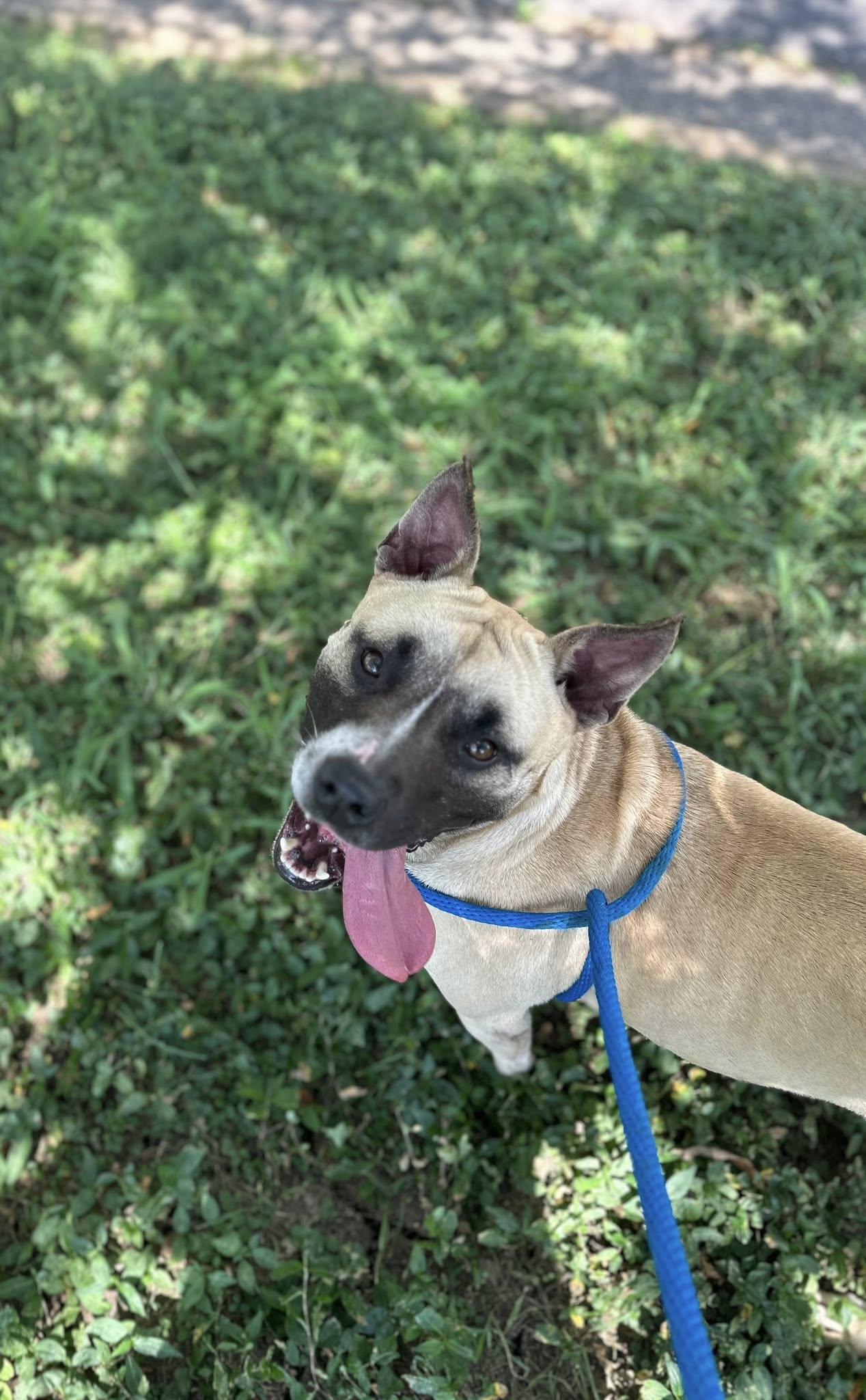 Enlarge Polly Pocket , a ADOPTABLE mixed breed in Charlotte, NC image 2/4