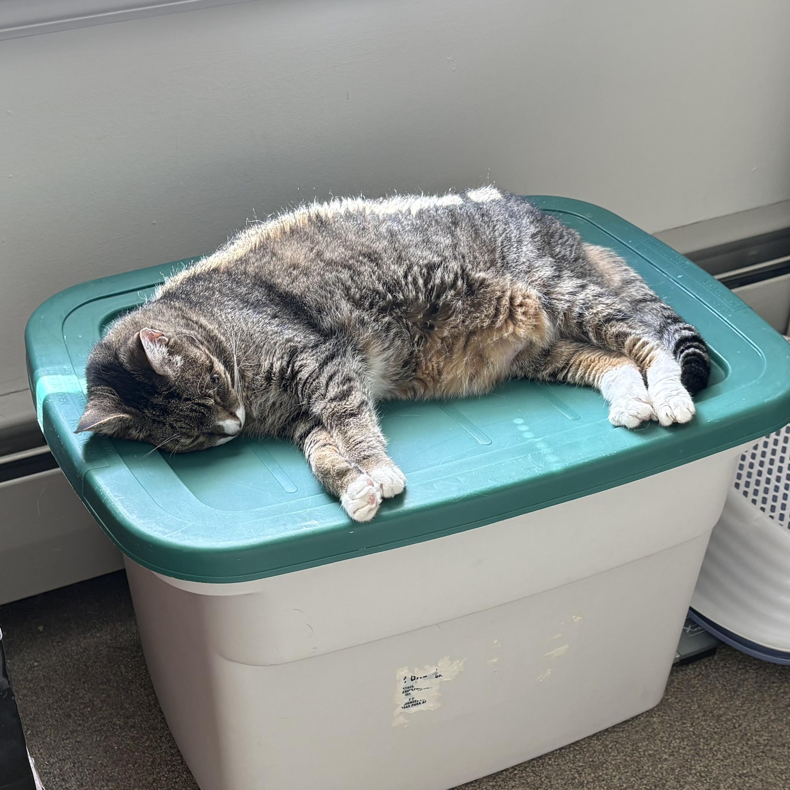 Nicholas, a ADOPTABLE Domestic Short Hair in Tioga, PA image 2/3
