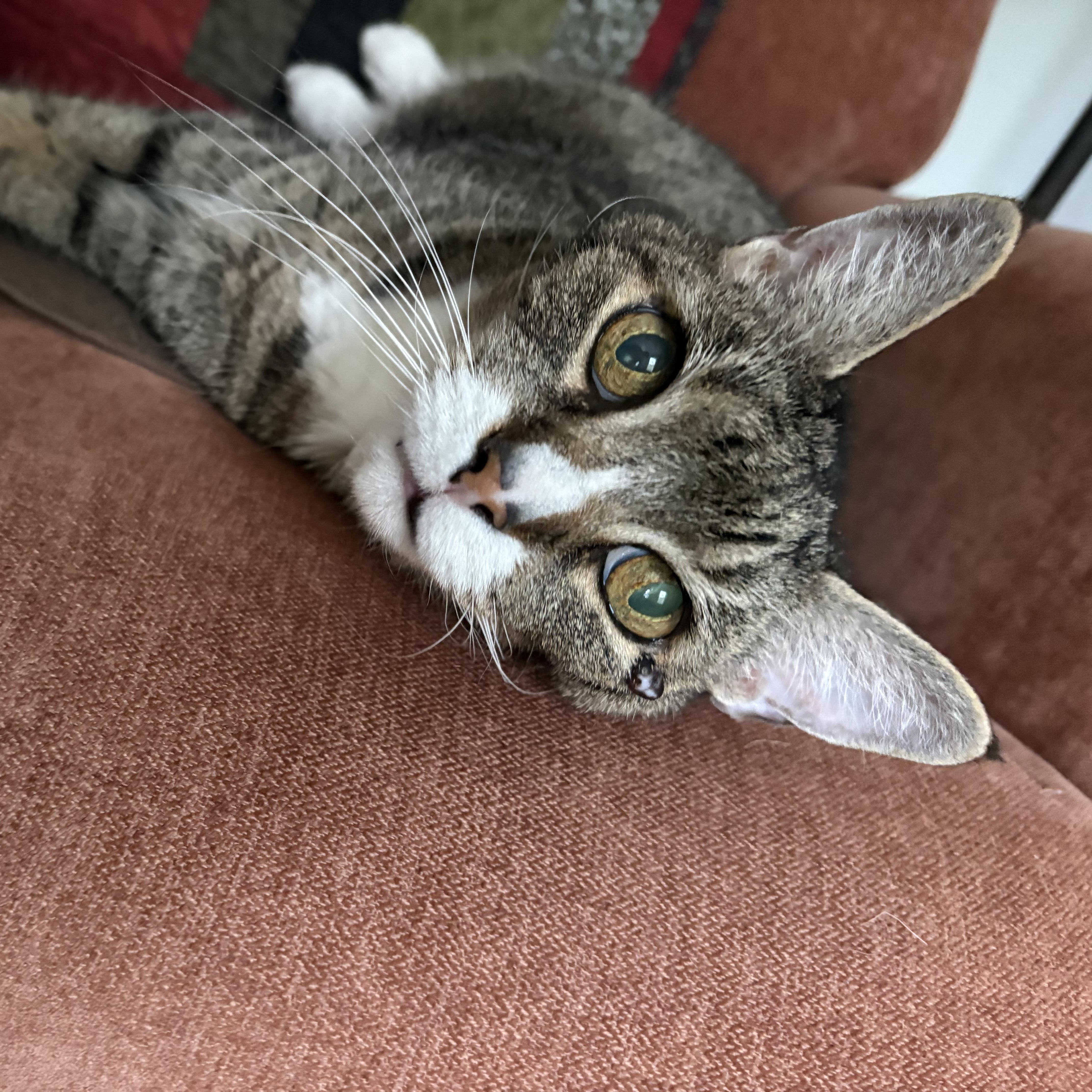 Nicholas, a ADOPTABLE Domestic Short Hair in Tioga, PA image 3/3