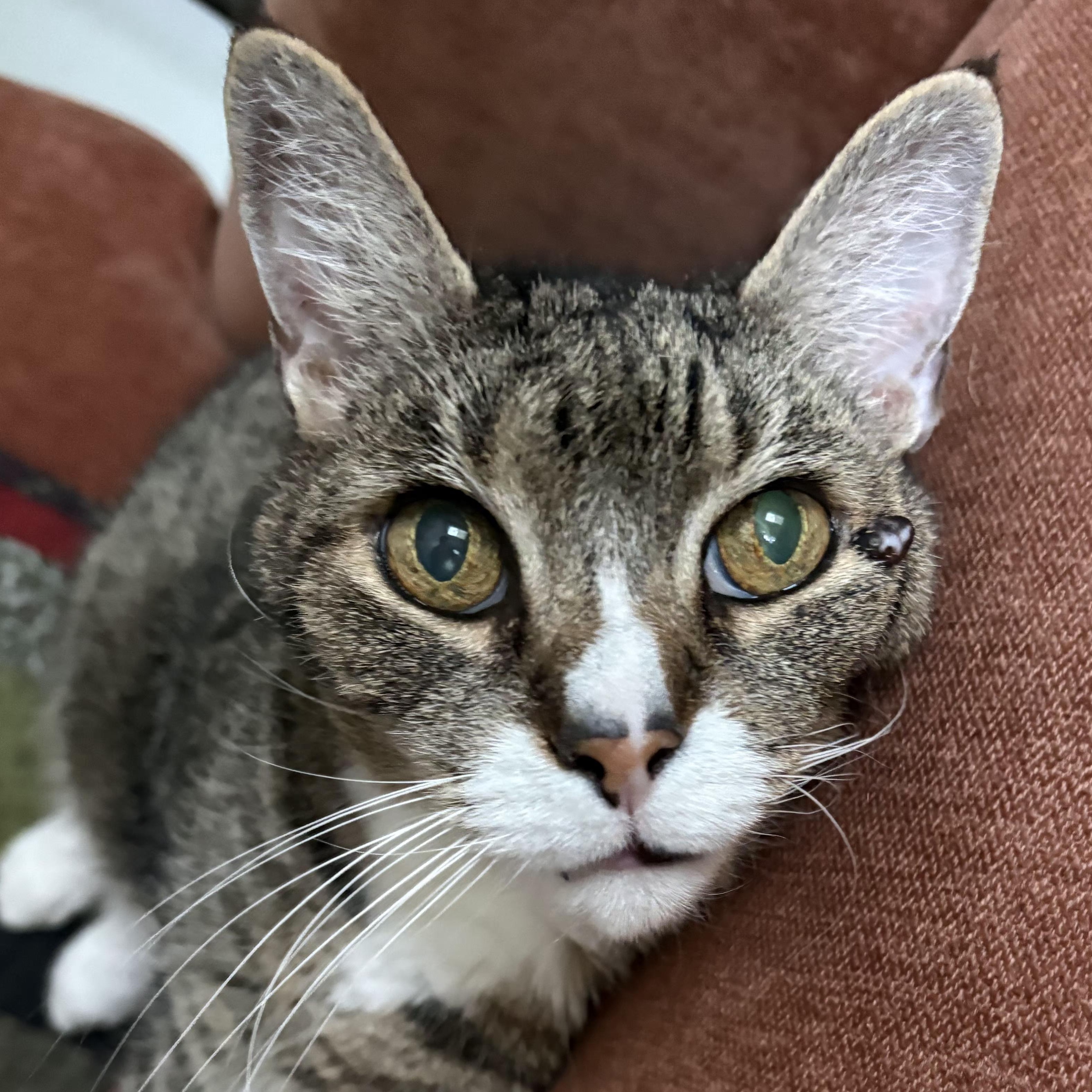 Nicholas, ADOPTABLE, Senior Male Domestic Short Hair.