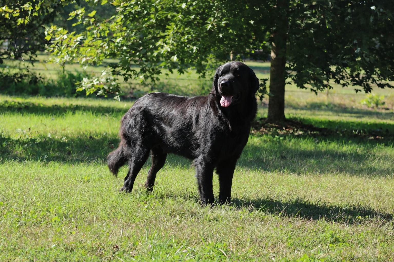 Enlarge Betty, a ADOPTABLE Newfoundland Dog in Wagoner, OK image 2/2