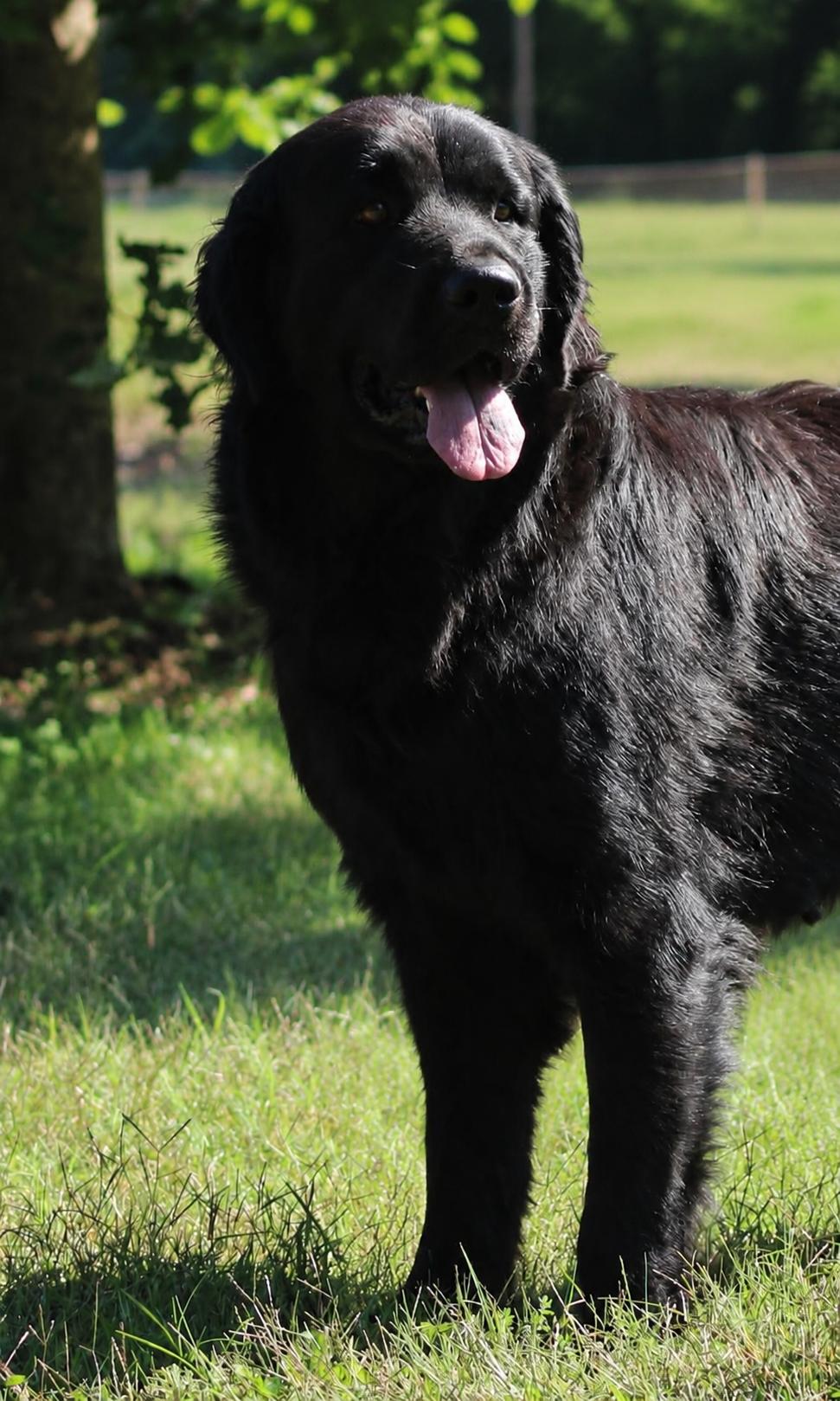 Betty, ADOPTABLE, Adult Female Newfoundland Dog.