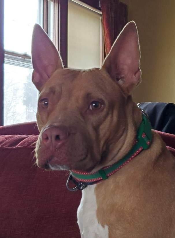 Penny Brady, Adoptable, Adult Female American Staffordshire Terrier.