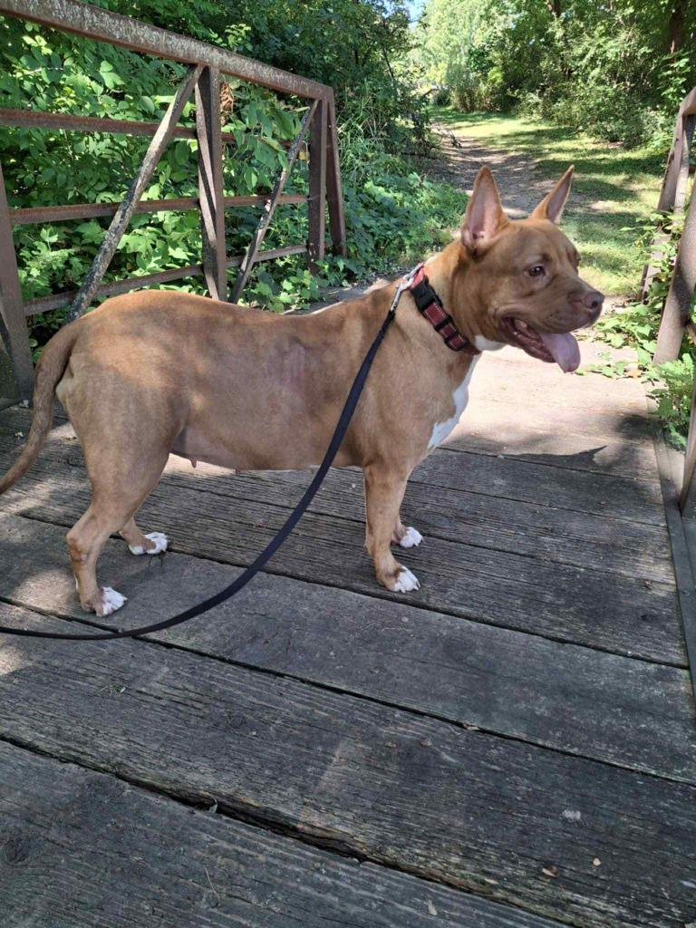 Enlarge Penny Brady, a Adoptable American Staffordshire Terrier in sun prairie, WI image 3/6