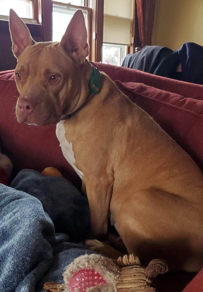 Enlarge Penny Brady, a Adoptable American Staffordshire Terrier in sun prairie, WI image 5/6