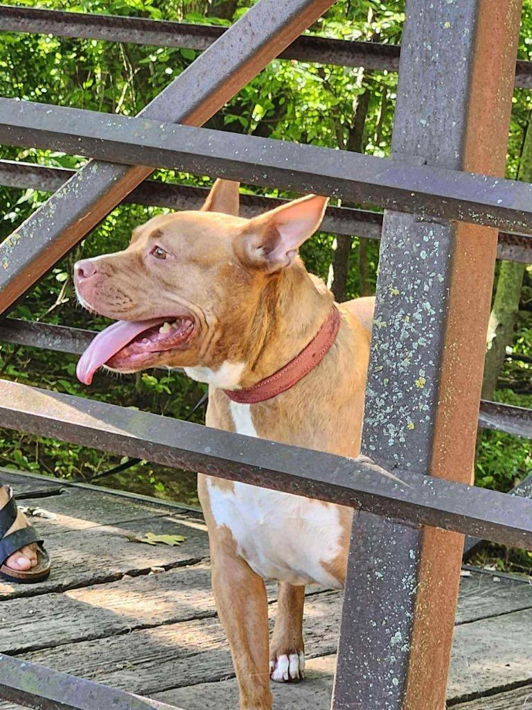 Enlarge Penny Brady, a Adoptable American Staffordshire Terrier in sun prairie, WI image 6/6