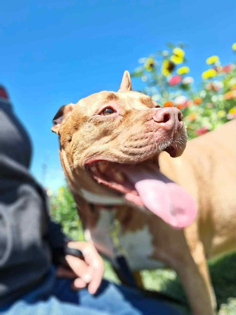 Penny Brady, a Adoptable American Staffordshire Terrier image 5/6