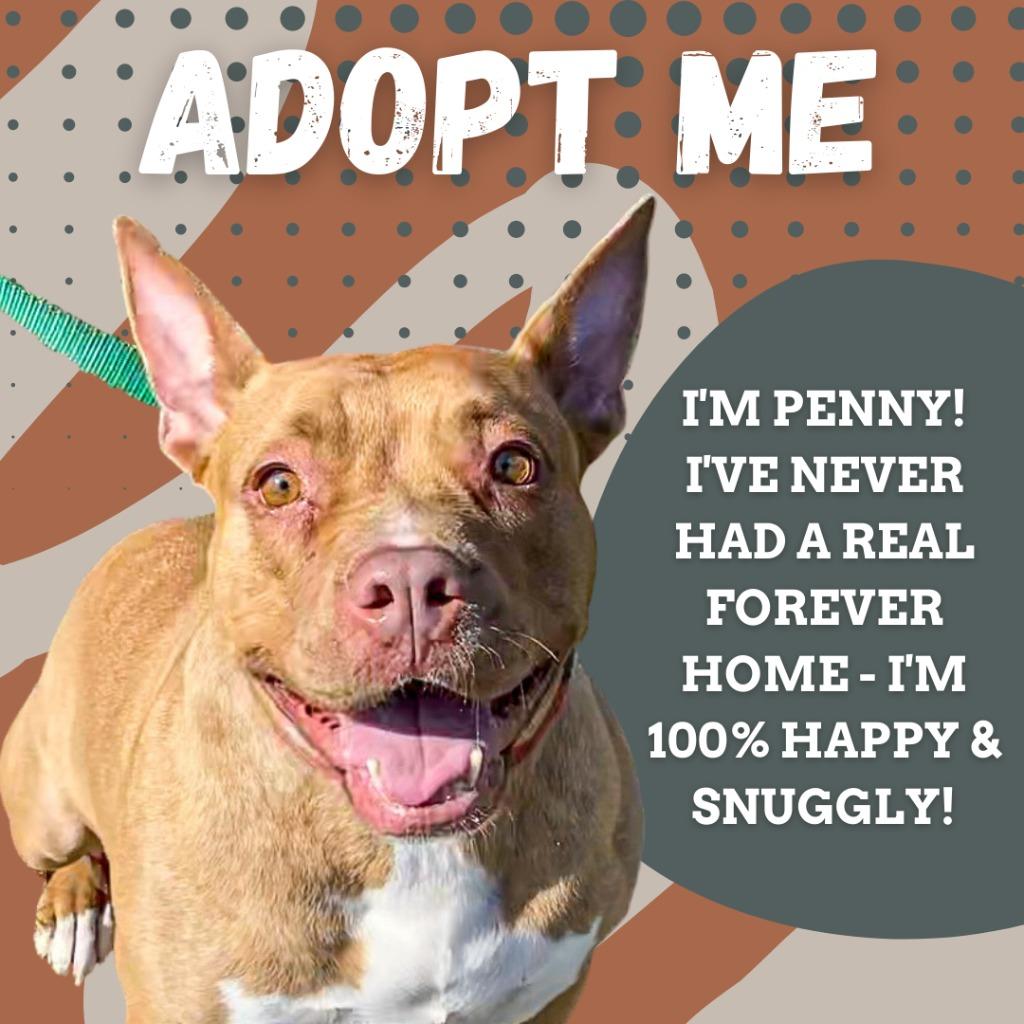 Penny Brady, a Adoptable American Staffordshire Terrier image 6/6