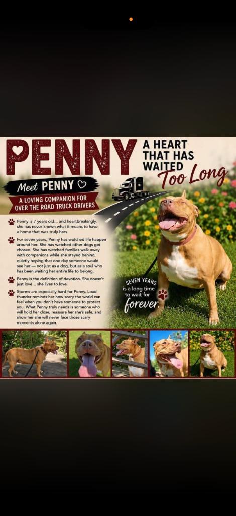 Penny Brady, a Adoptable American Staffordshire Terrier in sun prairie, WI image 5/6