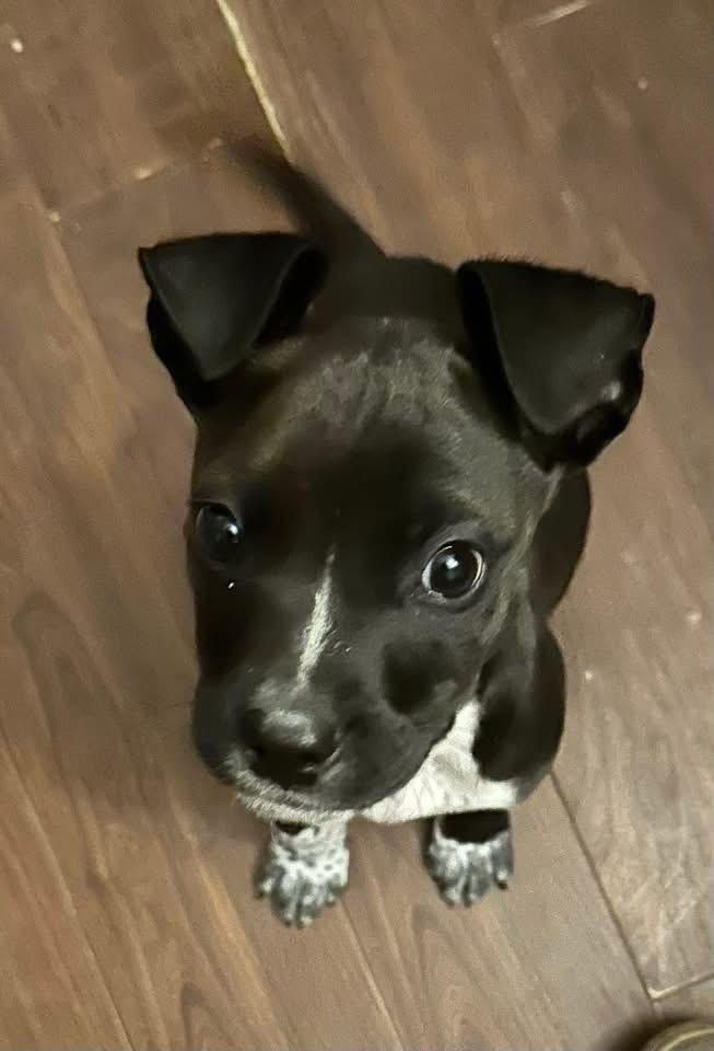 Holly, Adoptable, Puppy Female Terrier.