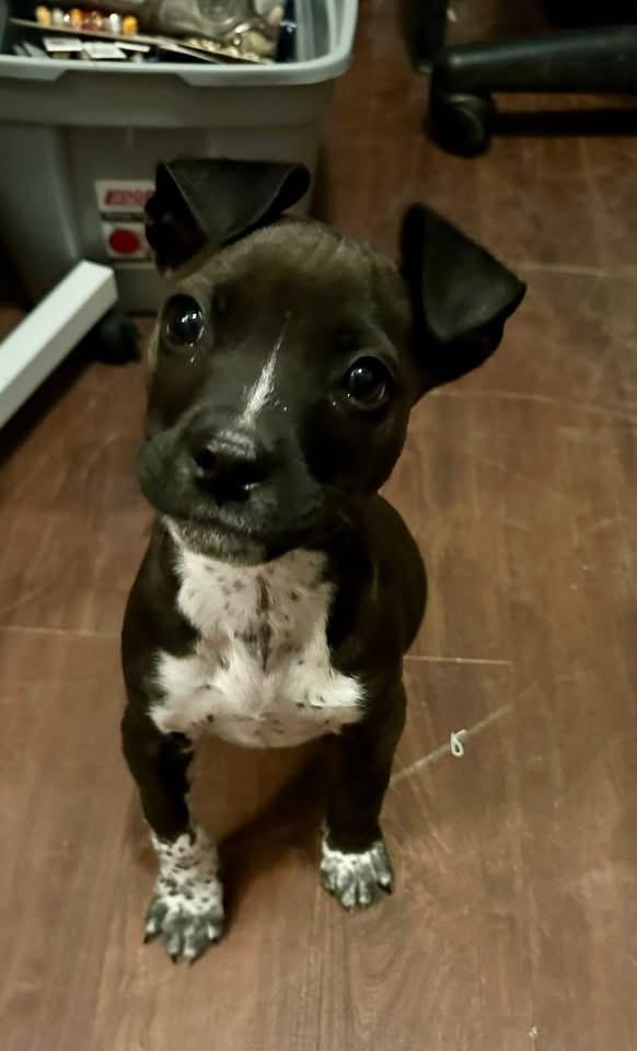 Enlarge Holly, a Adoptable mixed breed in Berlin, NJ image 2/2