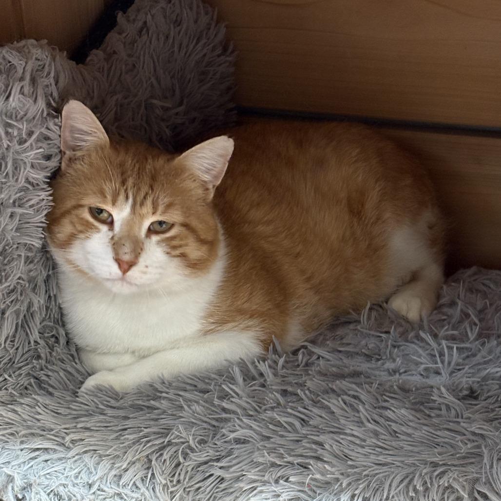 Tango C26-009, Adoptable, Adult Male Domestic Short Hair.