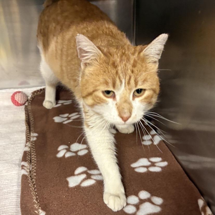 Enlarge Tango C26-009, a Adoptable Domestic Short Hair in Elbow Lake, MN image 1/2