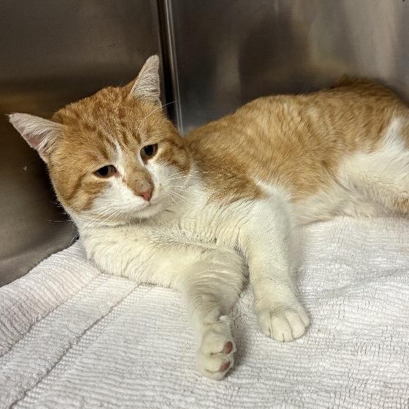 Enlarge Tango C26-009, a Adoptable Domestic Short Hair in Elbow Lake, MN image 2/2