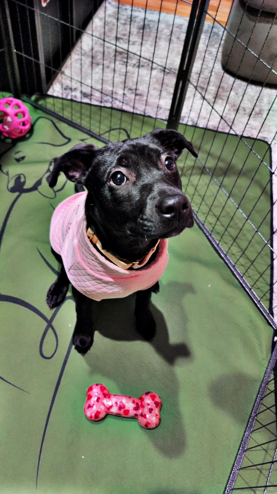 Aurora, adopted, Puppy Female Pit Bull Terrier.