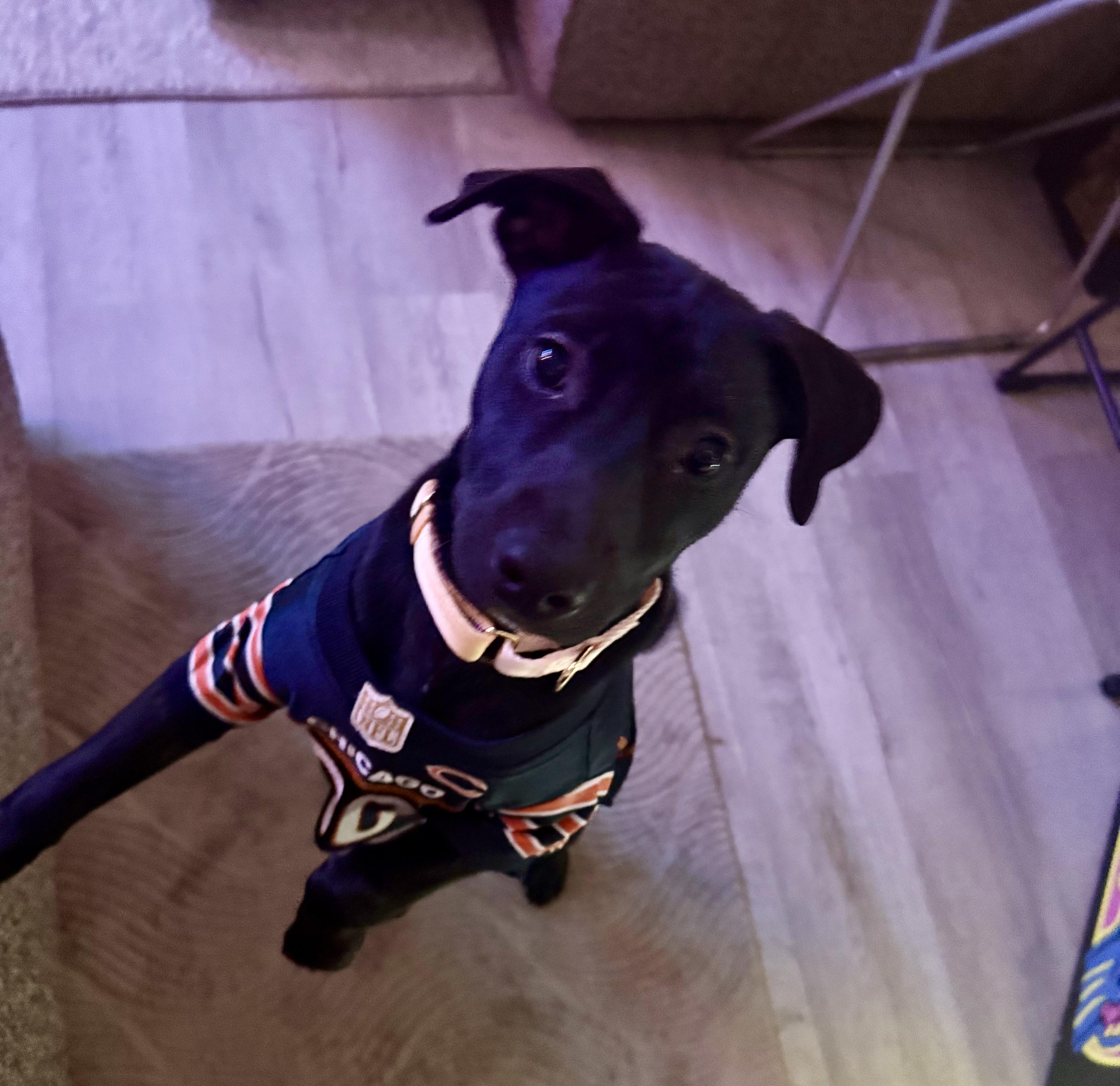 Enlarge Aurora, an adopted mixed breed in Park Forest, IL image 5/6