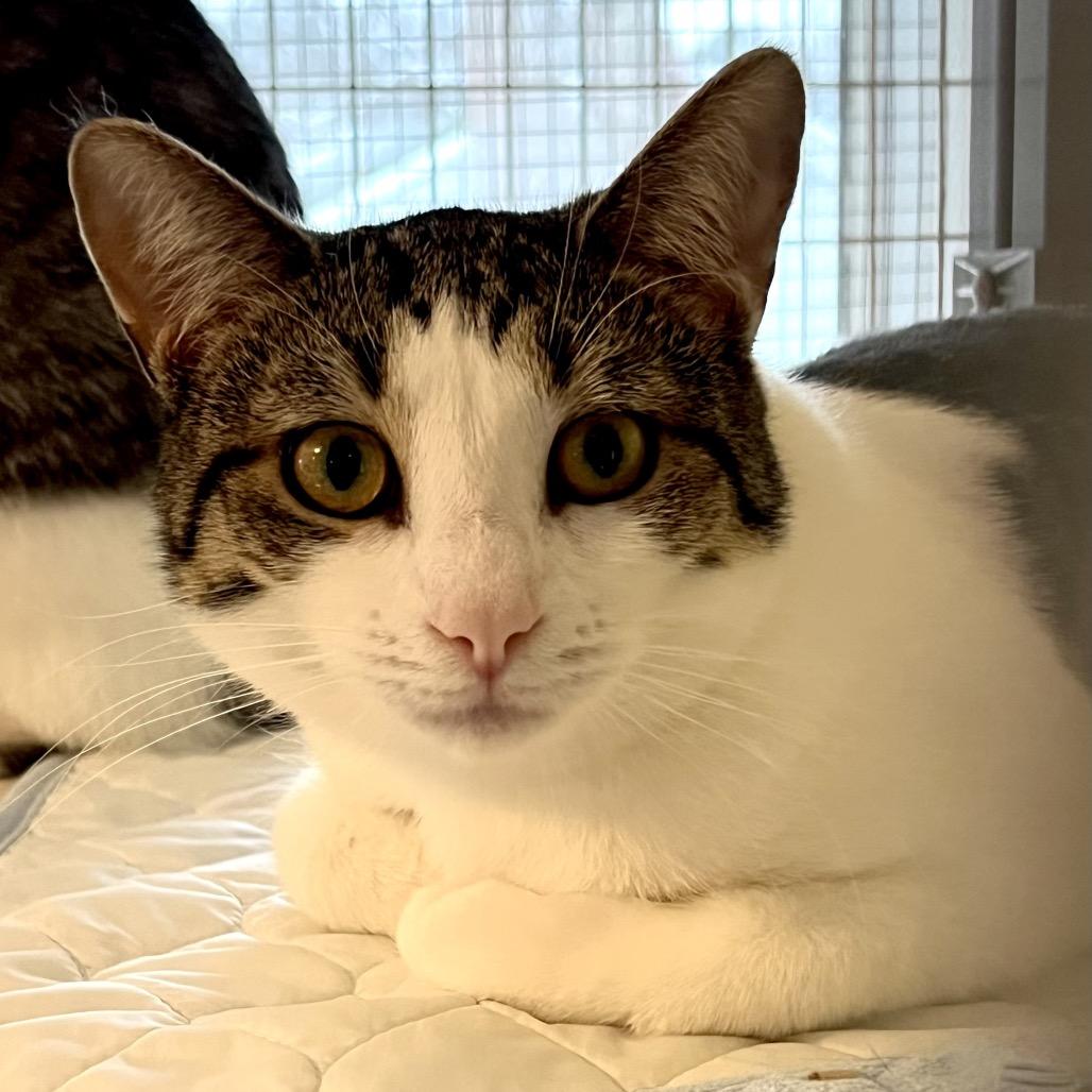 Enlarge Belly, a Adoptable Domestic Short Hair in Calverton, NY image 1/2