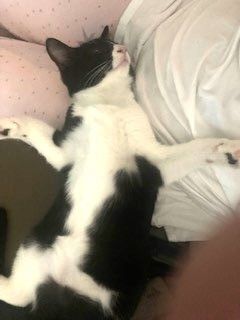 Lily, Adoptable, Young Female American Shorthair.