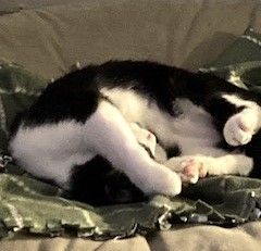 Lily, a Adoptable American Shorthair in Brea, CA image 2/2