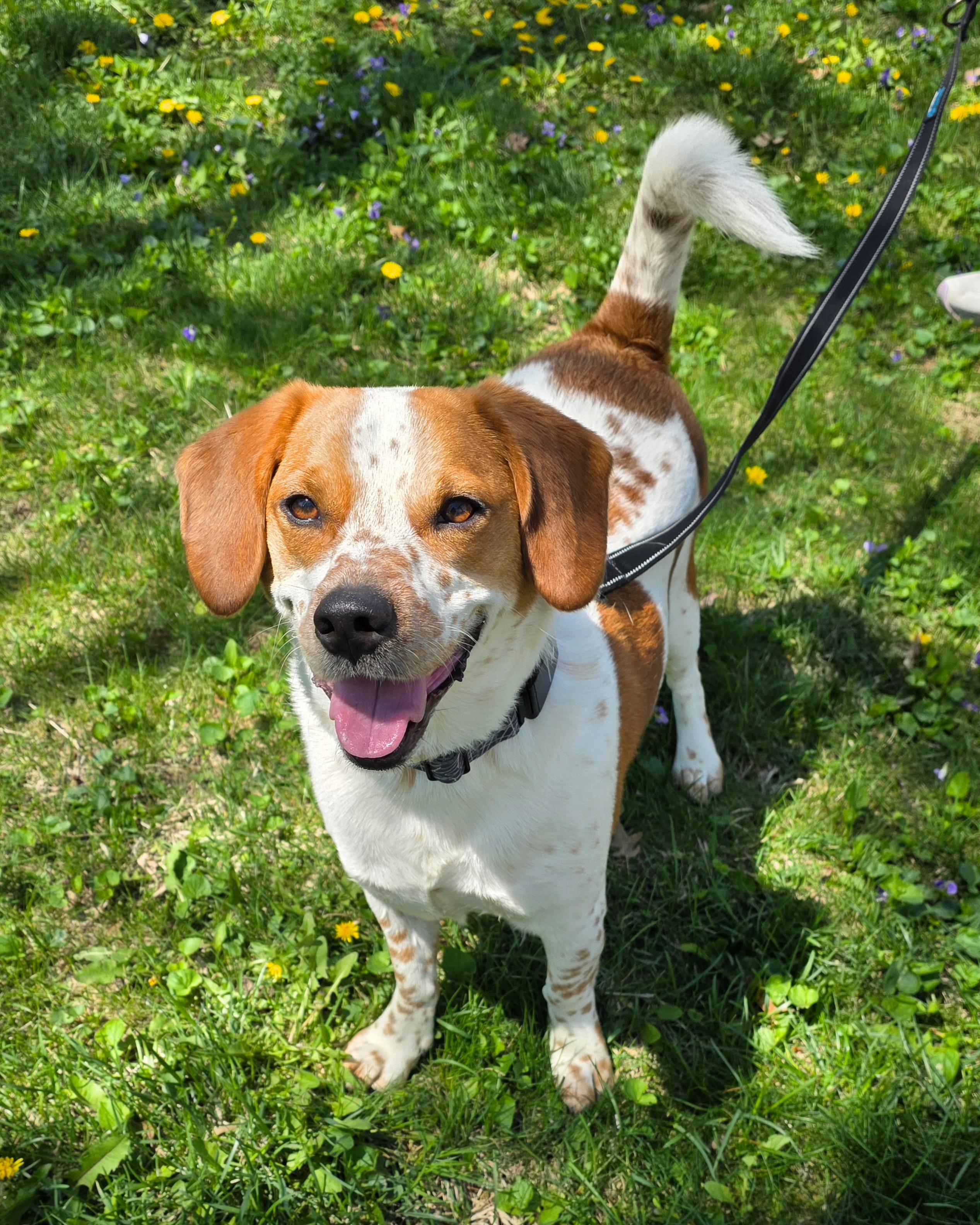 Rigby, a ADOPTABLE mixed breed in Lisbon, IA image 6/6