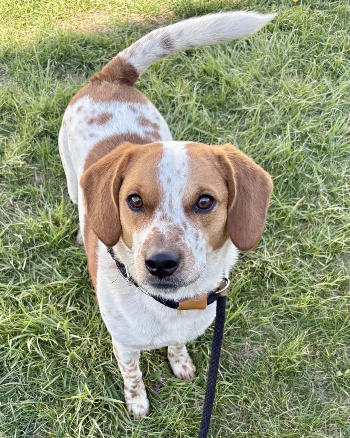 Rigby, a ADOPTABLE mixed breed in Lisbon, IA image 2/6
