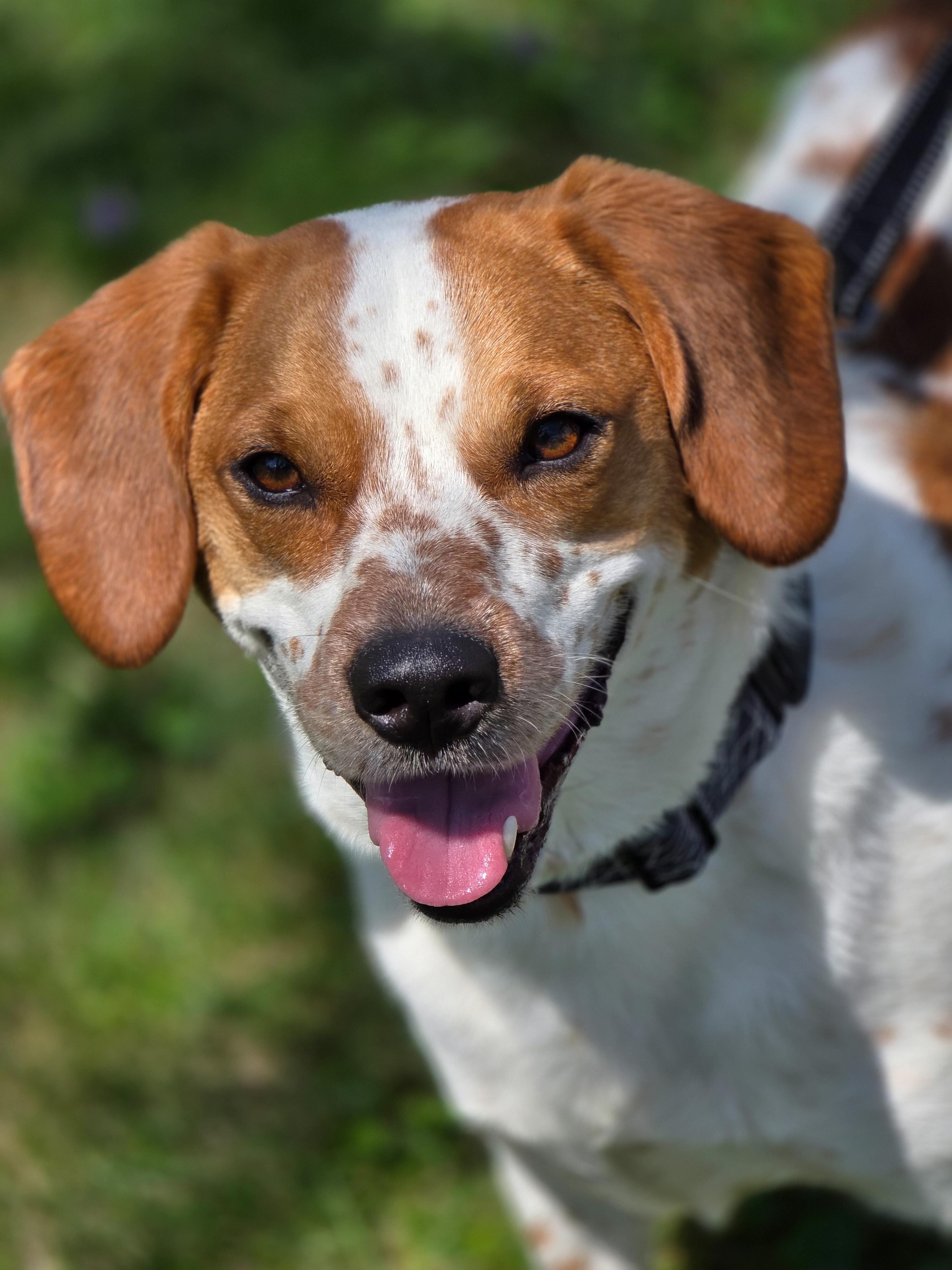 Rigby, a ADOPTABLE mixed breed in Lisbon, IA image 1/6