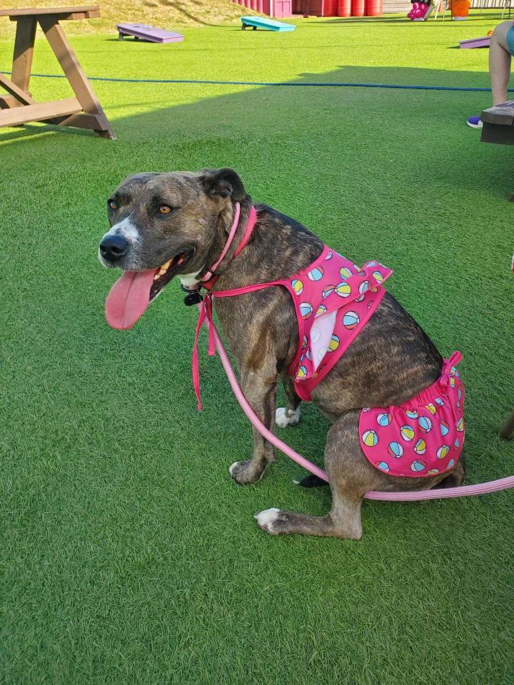 Missy, a Adoptable mixed breed in Warr Acres, OK image 3/4