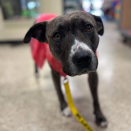 Missy, a Adoptable mixed breed in Warr Acres, OK image 2/4