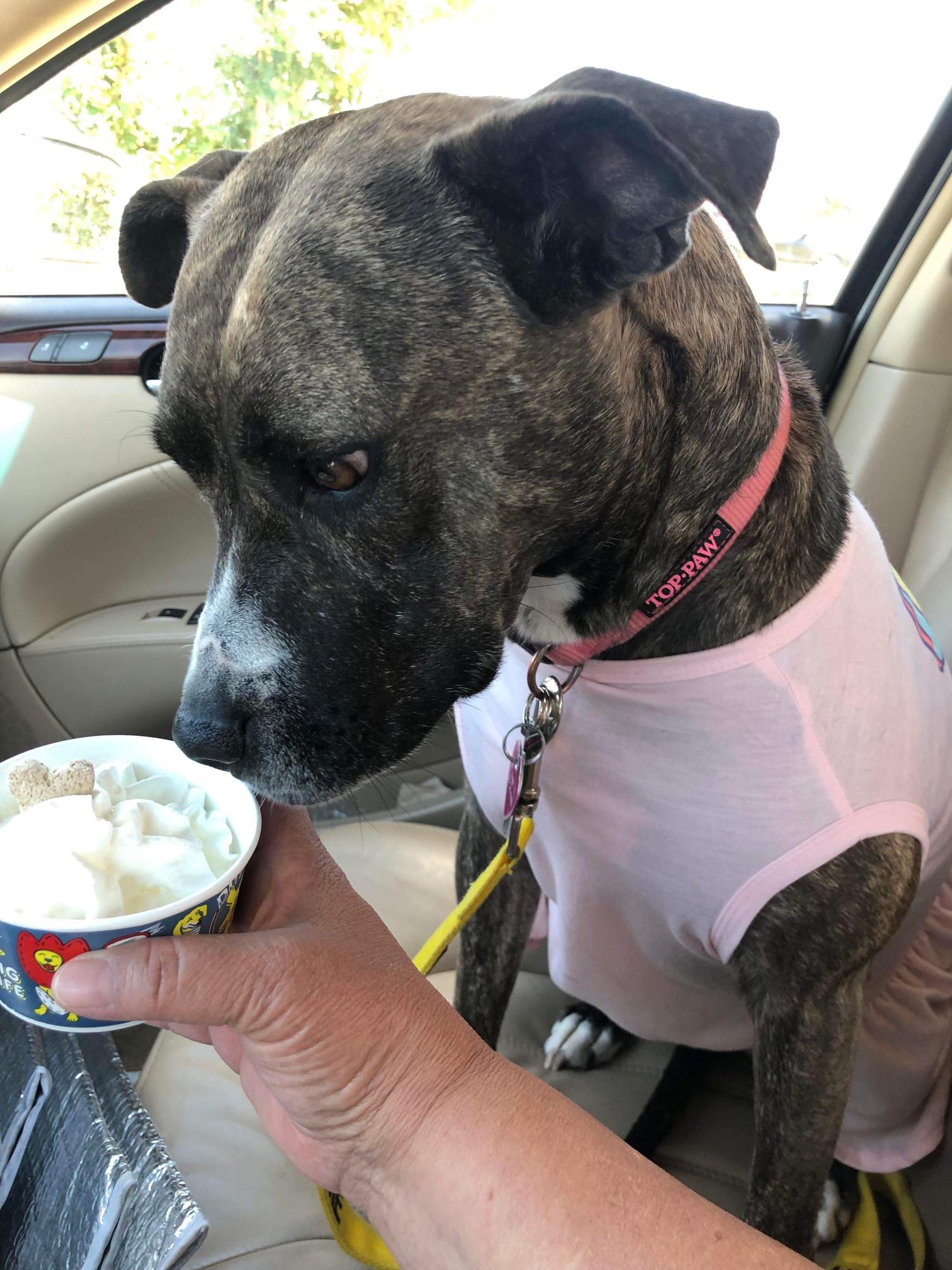 Missy, a Adoptable mixed breed in Warr Acres, OK image 4/4