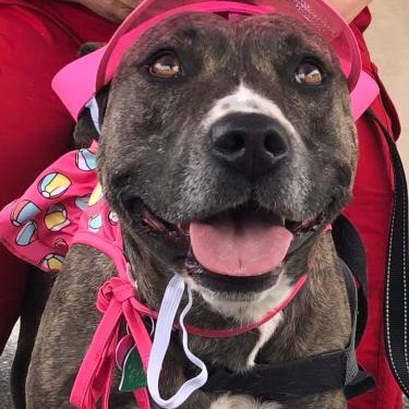 Missy, a Adoptable mixed breed in Warr Acres, OK image 1/4