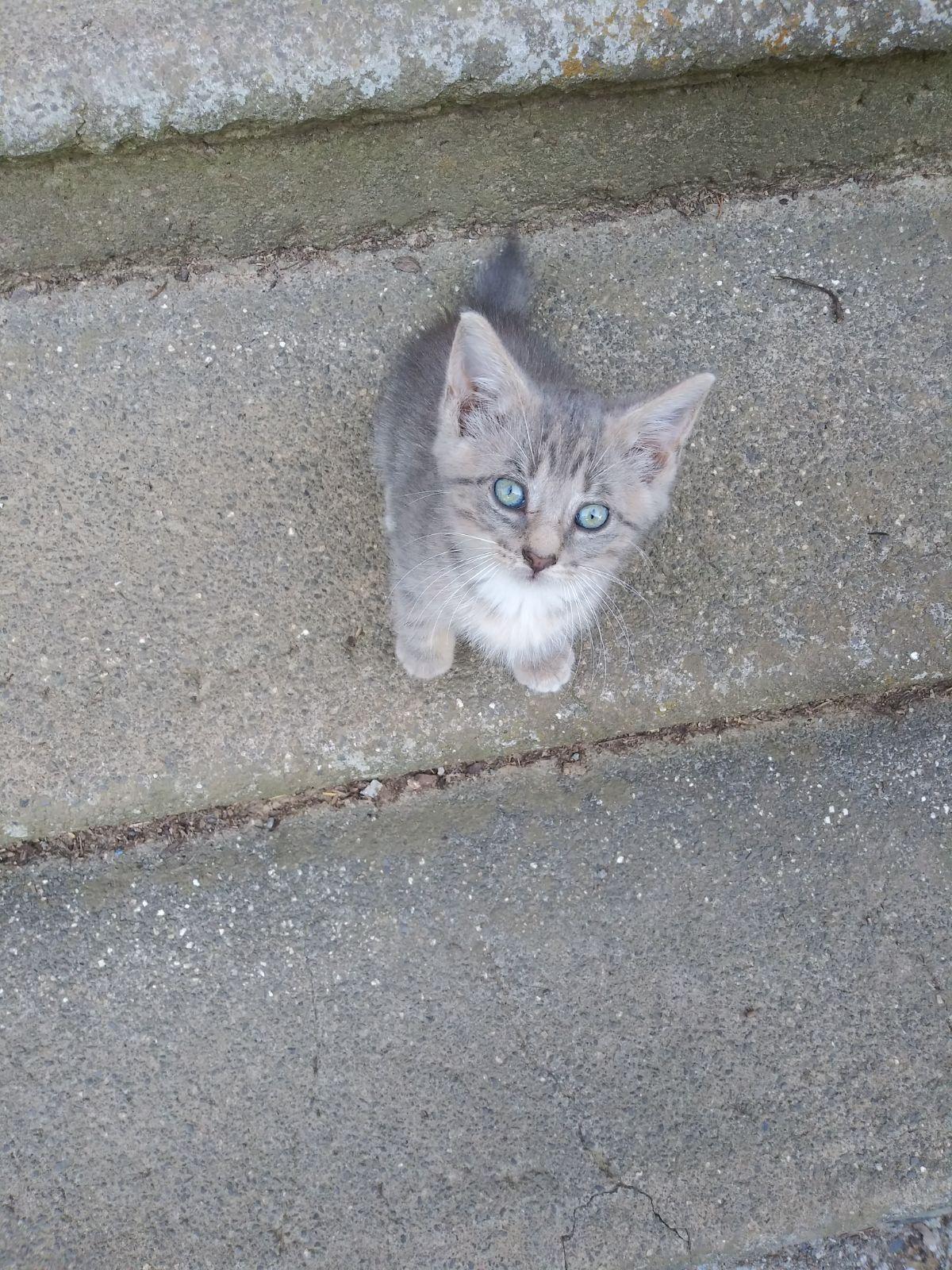 Enlarge Enola, a ADOPTABLE Tabby in Murray, KY image 3/3