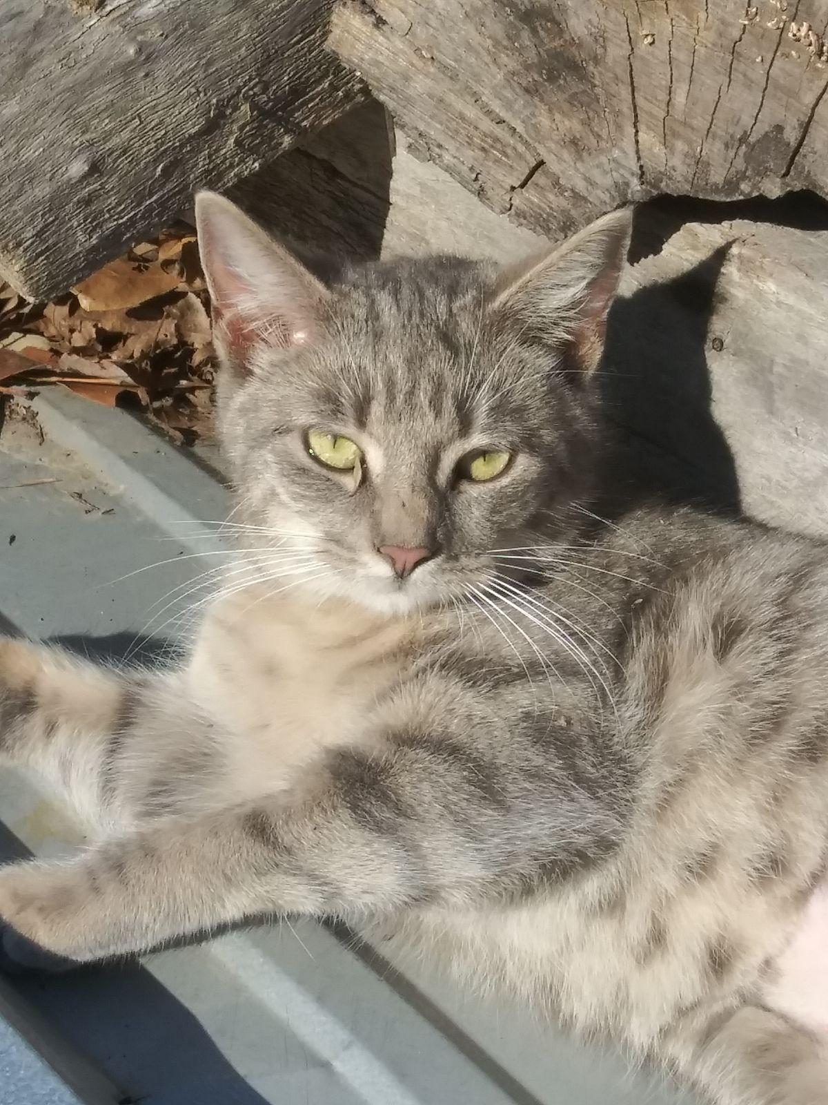 Enola, ADOPTABLE, Kitten Female Tabby.