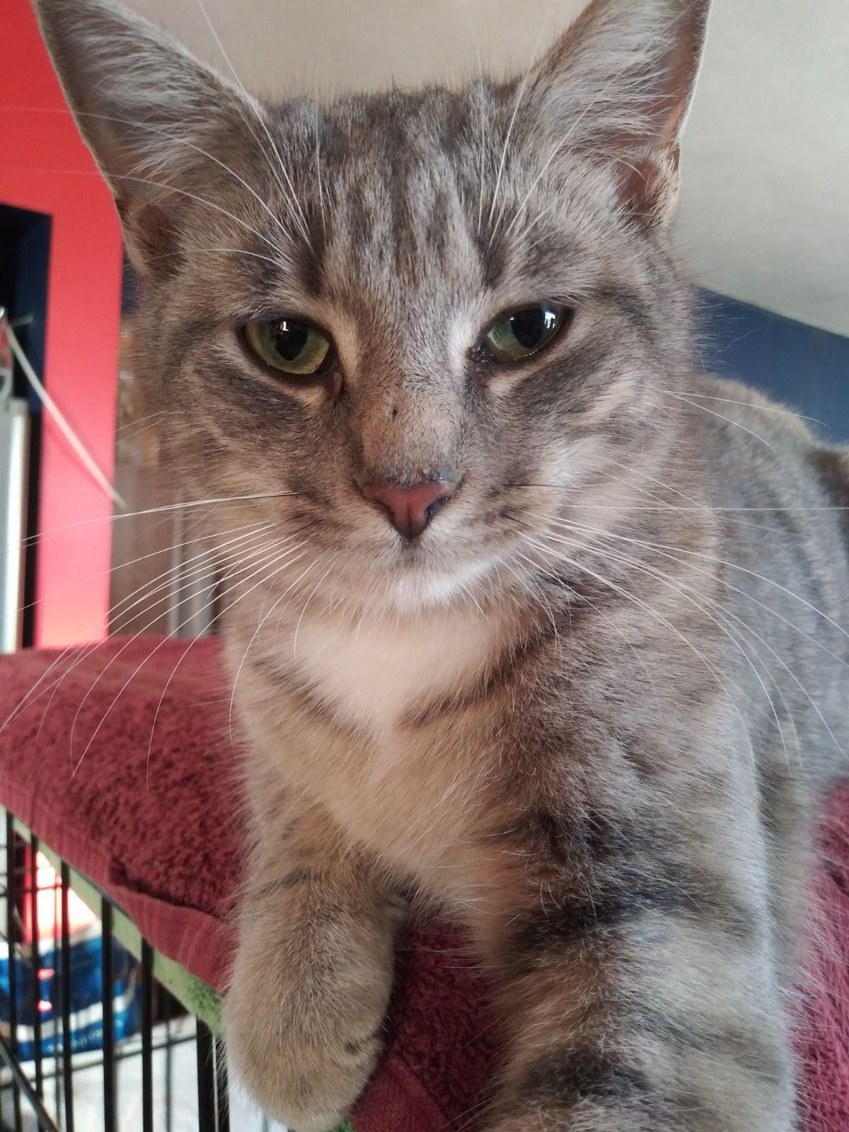 Enola, ADOPTABLE, Kitten Female Tabby.