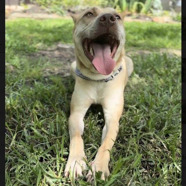 Enlarge Boogie, a Adoptable mixed breed in Toms River, NJ image 1/6