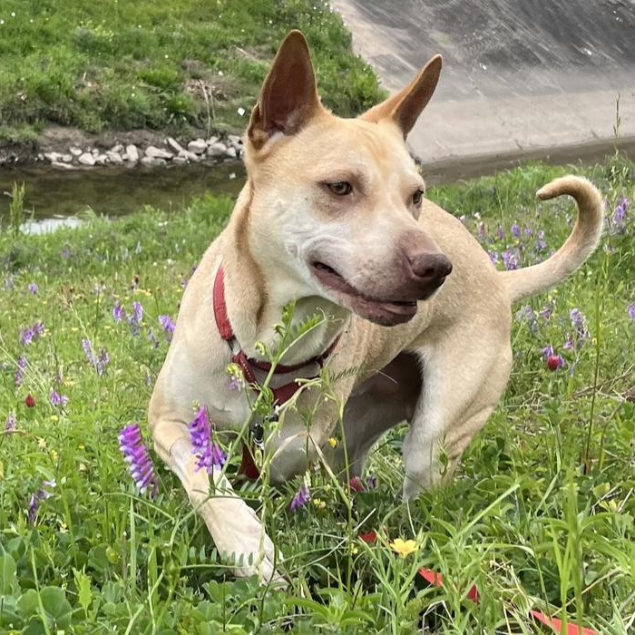 Enlarge Boogie, a Adoptable mixed breed in Toms River, NJ image 6/6