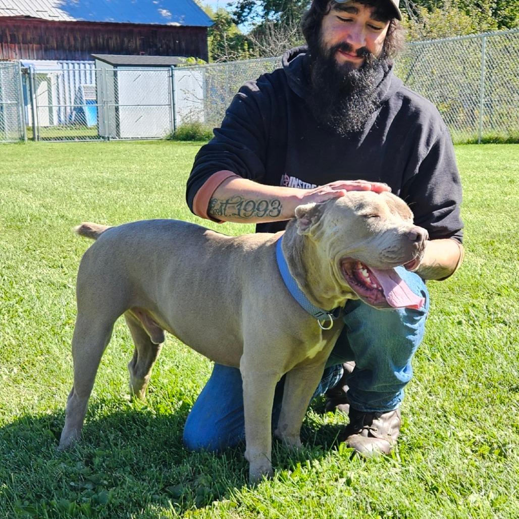 Karl, Adoptable, Adult Male Mixed Breed.