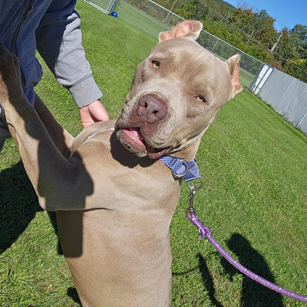 Enlarge Karl, a Adoptable Mixed Breed in Oneonta, NY image 2/6