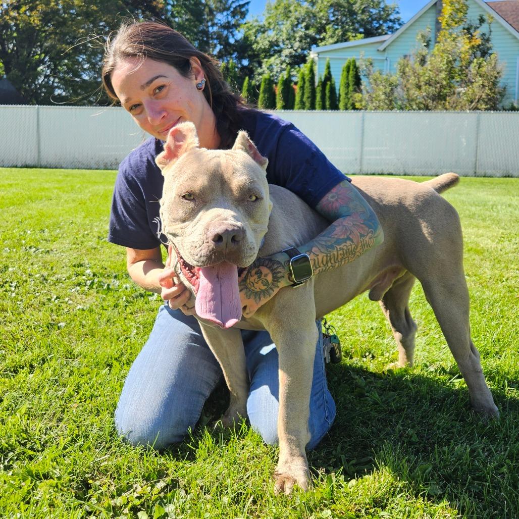 Enlarge Karl, a Adoptable Mixed Breed in Oneonta, NY image 3/6