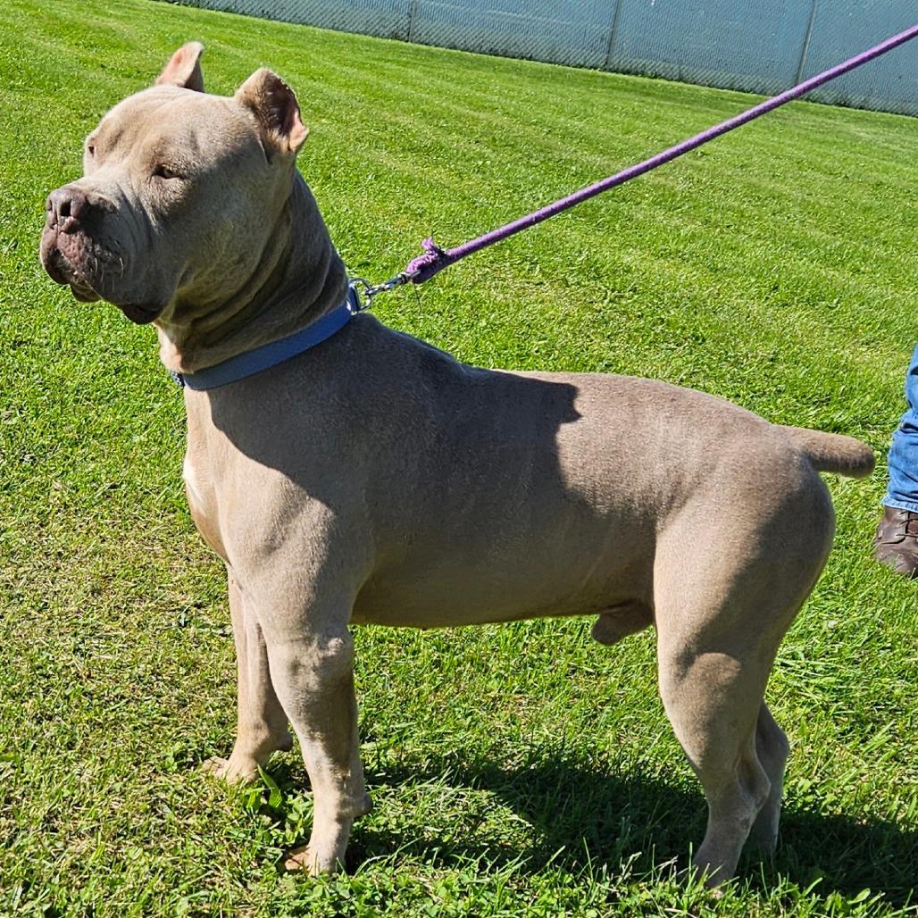 Enlarge Karl, a Adoptable Mixed Breed in Oneonta, NY image 4/6