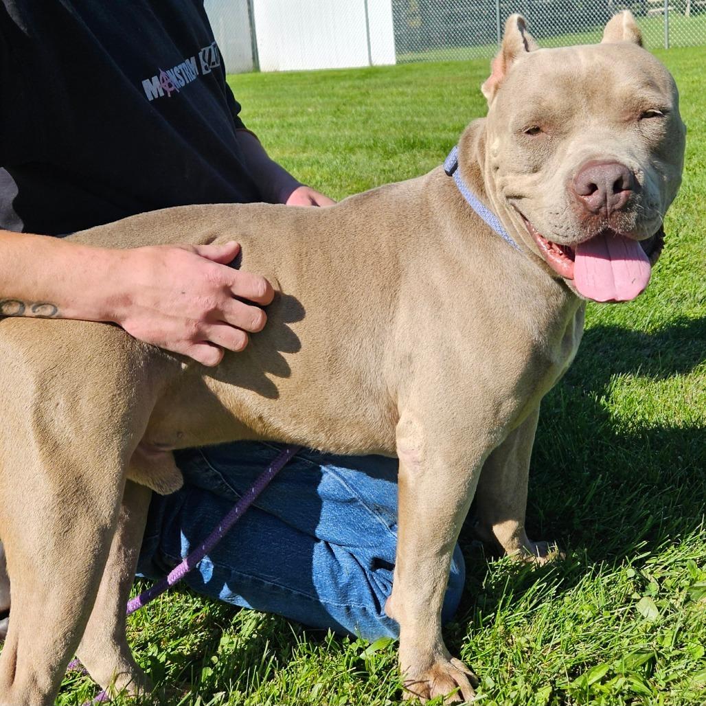 Enlarge Karl, a Adoptable Mixed Breed in Oneonta, NY image 5/6