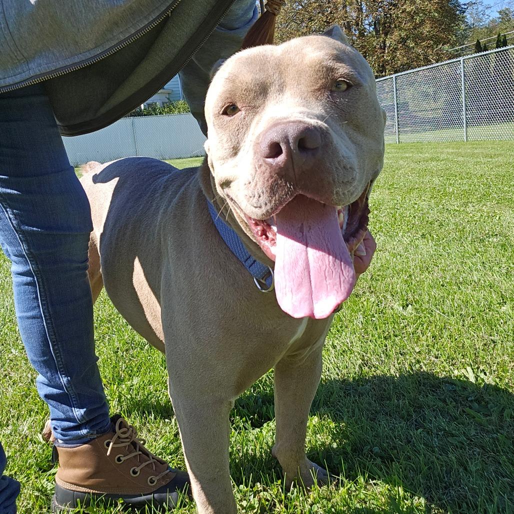 Enlarge Karl, a Adoptable Mixed Breed in Oneonta, NY image 6/6
