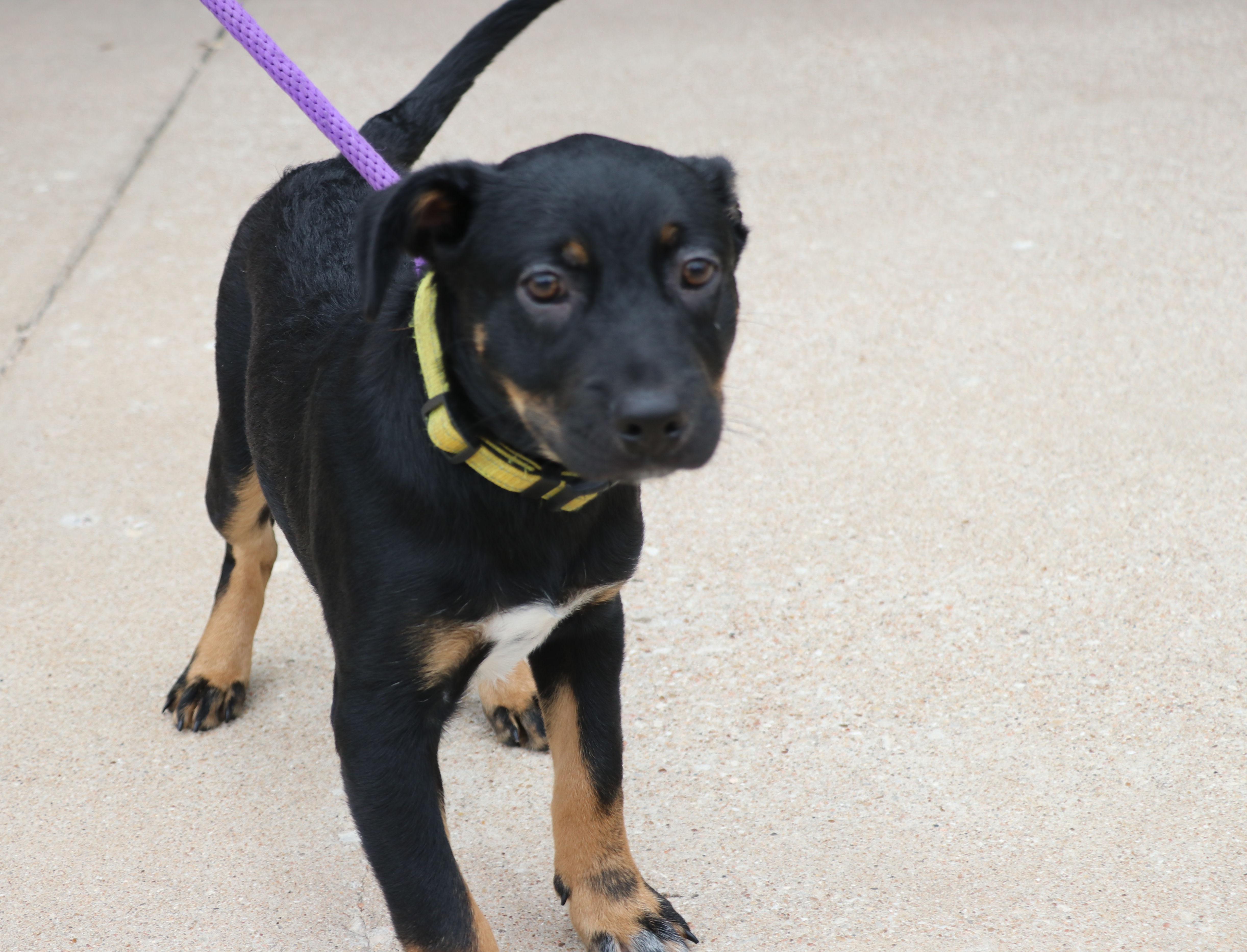 Enlarge Pride, a Adopted mixed breed in Pflugerville, TX image 5/6